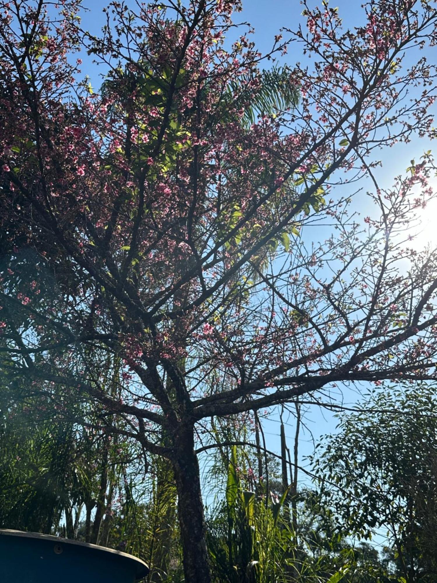Morada Dos Beija-Flores Ibiúna Esterno foto